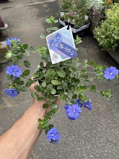 エボルブルス　ブルーラグーン (3).jpg
